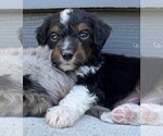 Puppy Taz Aussiedoodle Miniature 