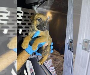 German Shepherd Dog-Unknown Mix Dogs for adoption in San Antonio, TX, USA