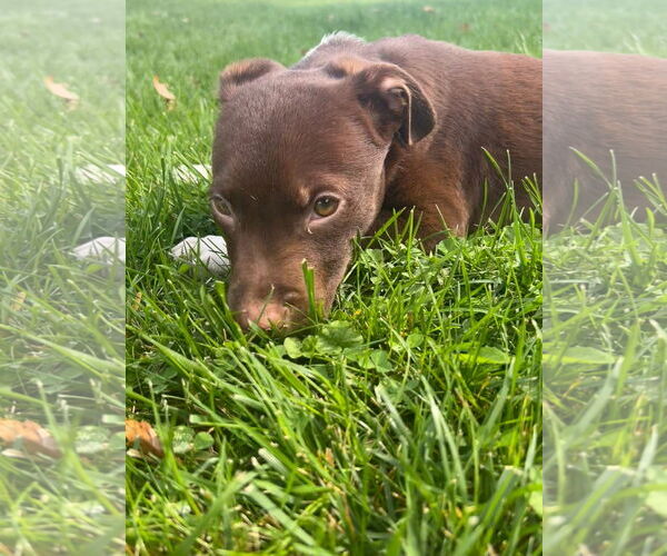 Medium Photo #2 American Pit Bull Terrier-Unknown Mix Puppy For Sale in Germantown, OH, USA