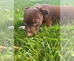 Small #1 American Pit Bull Terrier Mix