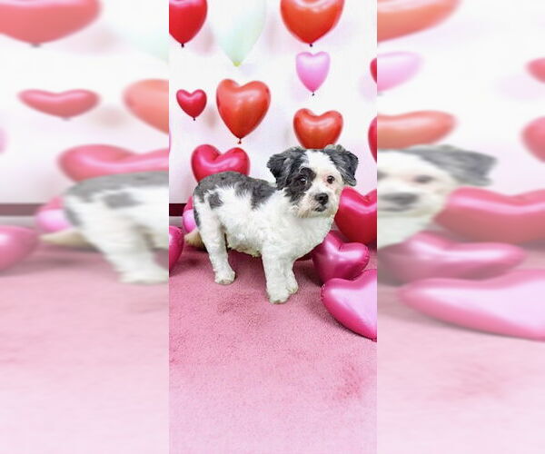 Medium Photo #7 Shih Tzu Puppy For Sale in Weston, FL, USA