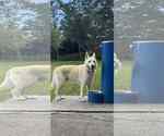 Small #5 German Shepherd Dog-Huskies  Mix