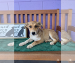 Small Mutt