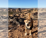 Small #1 Mutt