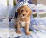 Small Photo #4 Goldendoodle Puppy For Sale in MILWAUKEE, WI, USA