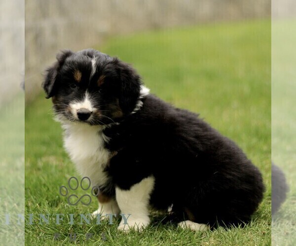 Medium Photo #2 Australian Shepherd Puppy For Sale in LANCASTER, PA, USA