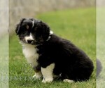 Small #1 Australian Shepherd