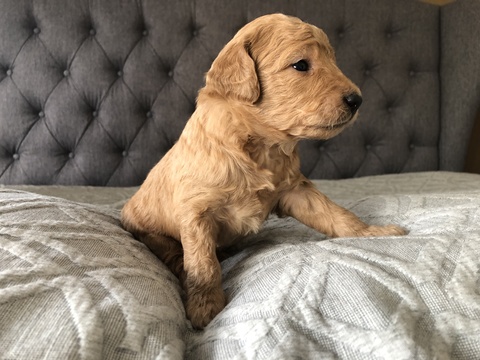 Medium Photo #11 Goldendoodle Puppy For Sale in FORT COLLINS, CO, USA