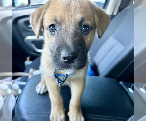 Mutt Dogs for adoption in San Juan Capistrano, CA, USA