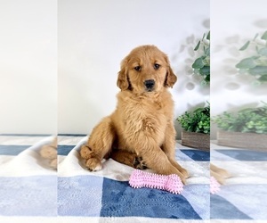 Golden Retriever Puppy for sale in GREENFIELD, IN, USA
