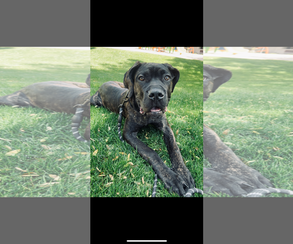 Medium Photo #2 Mutt Puppy For Sale in Goodyear, AZ, USA