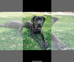 Small #1 Mutt