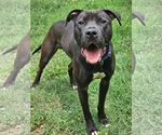Small #3 Labrador Retriever Mix