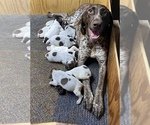 Small Photo #1 German Shorthaired Pointer Puppy For Sale in ORCHARD PARK, NY, USA