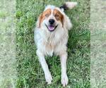 Small Australian Shepherd
