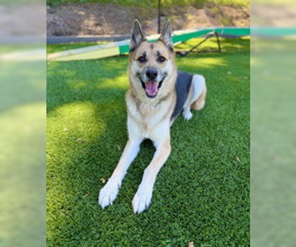 Medium Photo #1 Siberian Husky Puppy For Sale in Salinas, CA, USA