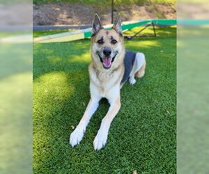 Siberian Husky Dogs for adoption in Salinas, CA, USA