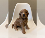 Small Photo #3 Goldendoodle (Miniature) Puppy For Sale in ASH GROVE, MO, USA