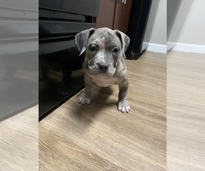 American Bully Puppy for sale in COLUMBUS, OH, USA