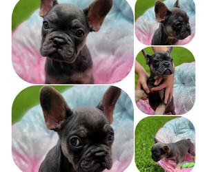 French Bulldog Puppy for sale in TAMPA, FL, USA