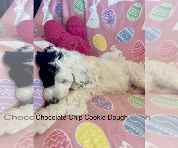 Medium Photo #5 Sheepadoodle Puppy For Sale in BELLEFONTE, PA, USA
