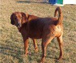 Small Photo #8 Bloodhound-Unknown Mix Puppy For Sale in Aurora, IN, USA