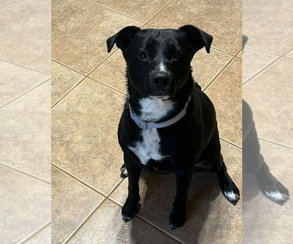 Medium Photo #3 Mutt Puppy For Sale in Chandler, AZ, USA