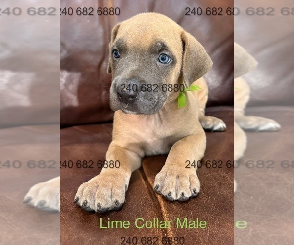 Medium Photo #4 Cane Corso Puppy For Sale in LA PLATA, MD, USA