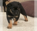 Small Photo #10 Rottweiler Puppy For Sale in MOUNT ORAB, OH, USA