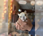 Small #12 French Bulldog