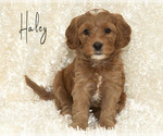 Puppy 3 Golden Cavadoodle