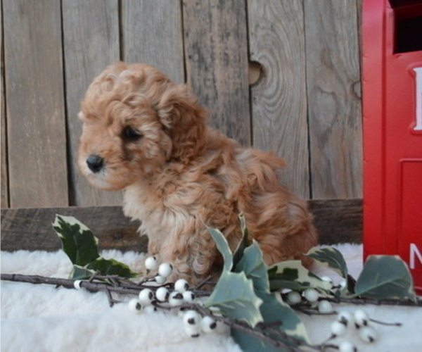 Medium Photo #7 Poodle (Miniature) Puppy For Sale in HONEY BROOK, PA, USA