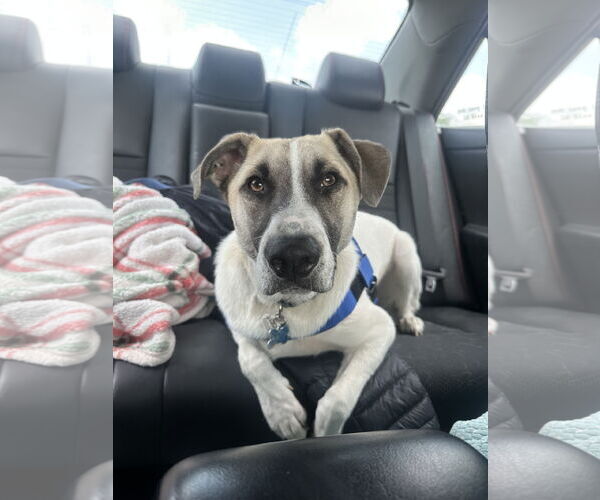Medium Photo #10 Mutt Puppy For Sale in Minneapolis, MN, USA