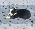 Small Photo #62 Australian Shepherd Puppy For Sale in SALISBURY, NC, USA