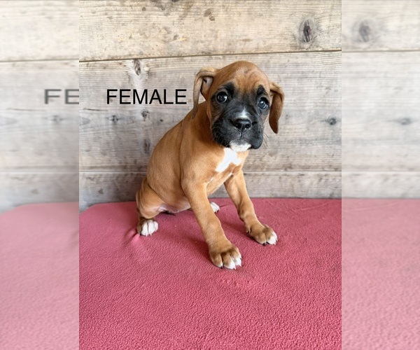 Medium Photo #7 Boxer Puppy For Sale in VERMONTVILLE, MI, USA