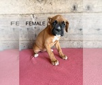 Litter of 9 - Male(s) and Female(s) BoxerLitter of Puppies for Sale - Photo #7