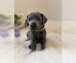 Puppy Tyson Weimaraner