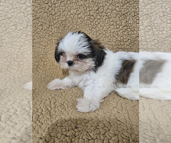 Medium Photo #2 Shih Tzu Puppy For Sale in WOODSFIELD, OH, USA