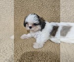 Small #1 Shih Tzu