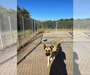 Indy - Female German Shepherd Dog-Unknown Mix Dog for Adoption - Photo #7