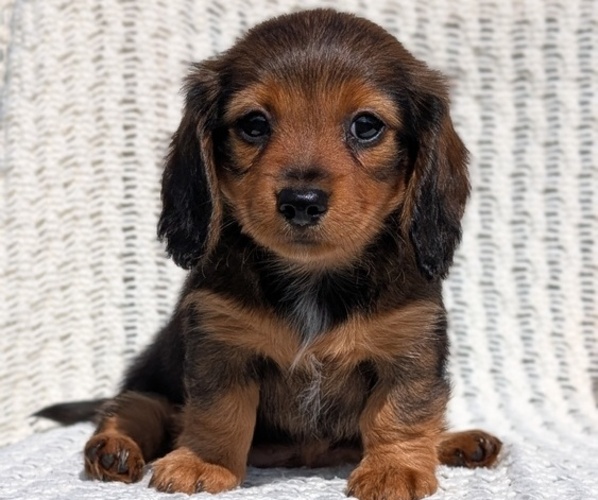 Medium Photo #5 Dachshund Puppy For Sale in GOSHEN, IN, USA