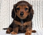 Small Photo #33 Dachshund Puppy For Sale in GOSHEN, IN, USA