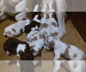 Brittany Puppy for sale in FORT MC COY, FL, USA