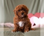 Small #3 Cavapoo (Miniature)