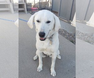 Akbash-Great Pyrenees Mix Dogs for adoption in PEYTON, CO, USA