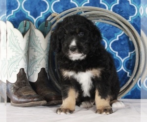 Bernedoodle Puppy for sale in FREDERICKSBURG, OH, USA