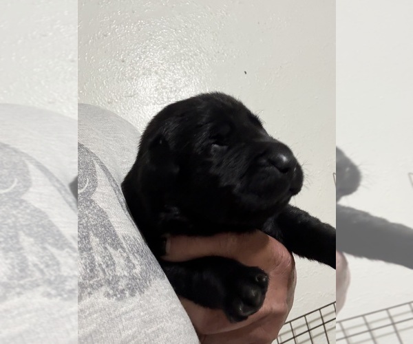 Medium Photo #1 Labrador Retriever Puppy For Sale in OSYKA, MS, USA