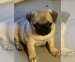 Small Pug