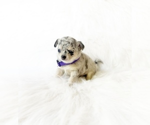 Chihuahua Puppy for sale in SACRAMENTO, CA, USA