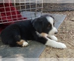 Small Photo #2 Australian Shepherd Puppy For Sale in WILLIAMSBURG, CO, USA